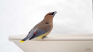 Cedar Waxwing [upl. by Russon595]