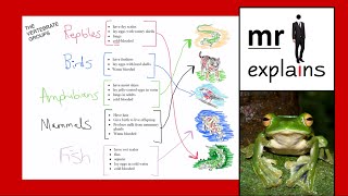 mr i explains The Five Classes of Vertebrates for KS3 [upl. by Larochelle624]