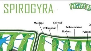 Thallus Structure Of Spirogyra Occurance Cell Structure And Life Cycle Of Spirogyra [upl. by Coopersmith58]