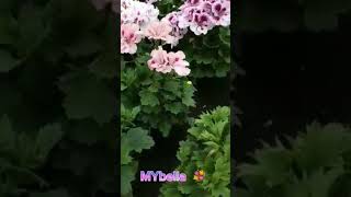 REGAL PELARGONIUM flower GOODMORNING ❤️ yt ytshort ytshortvideo ytshorts ytflower [upl. by Ovatsug]