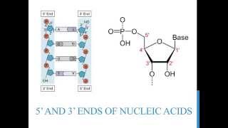 5 3 ends of DNA and RNA [upl. by Kenny548]