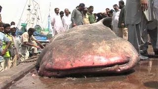 Dunya NewsKarachi fishermen catch 3500 KG 18feet shark [upl. by Nohtanoj162]