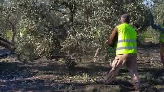 When the trees they are a shaking  Harvesting olives in Andalusia Spain [upl. by Oznerol]