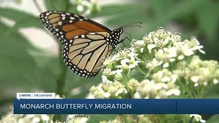 Monarch Butterfly Migration [upl. by Ash300]