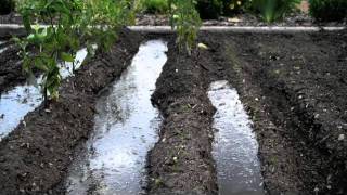 Surface Irrigation at Alices Garden [upl. by Balduin]