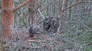 Goshawk Nest RSPB Loch Garten Scotland  Jastrzębie  🐥🌹🍀🐥🌹🍀🐥🌹🍀 Duży ptak na śniadanie 13072023 [upl. by Aisan]