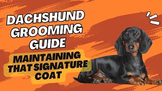 Dachshund Grooming Guide Maintaining that Signature Coat [upl. by Einahpad548]