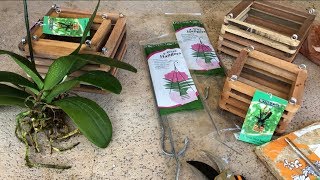 How to Repot Phalaenopsis Orchids Step by Step Beginner Orchid Care [upl. by Enoch]