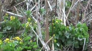 Marsh Marigold  Caltha palustris [upl. by Fisken]