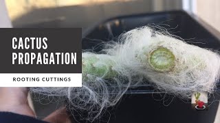 How to Propagate Cactus through Cuttings  Opuntia Snow [upl. by Artemla]