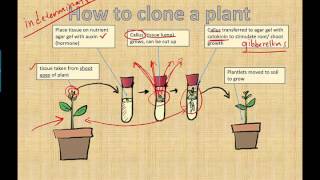 Micropropagation IB Biology 2015 [upl. by Jacquet]