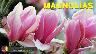 MAGNOLIA  LES MEILLEURES ESPÈCES ET VARIÉTÉS CULTURE HISTOIRE ET BOTANIQUE AVEC PATRICK ET ROLAND [upl. by Aigneis]