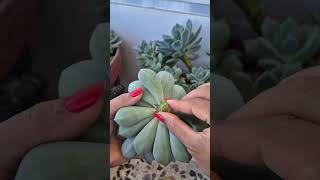 pruning of rotten stem of succulents [upl. by Ibrek]