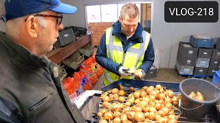 FARMVLOG 218 gele uien tarreren bij Waterman Onions [upl. by Grimonia]