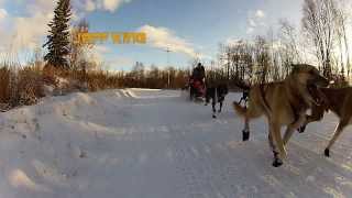 2014 Kuskokwim 300 SledDog Race quotAniak Checkpointquot [upl. by Nnylassej]