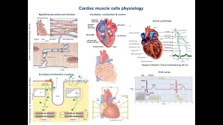 11  Physiological properties of cardiac muscle cells [upl. by Chor]