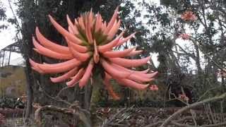 ERITRINA ROSA Erythrina speciosa var Rosea wwwriomoroscom [upl. by Emmett]