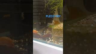 Pleco Fryplecofishaquariumfishbristlenoseshorts [upl. by Kory723]