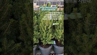 picea glauca conica 코니카 가문비나무 묘목 대림원예종묘 shorts [upl. by Ynehpets511]