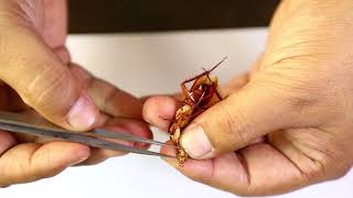 Cockroach Mouthparts Dessection  আরশোলার মুখোপাঙ্গ ব্যবচ্ছেদ   Biology Practical [upl. by Franny]