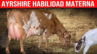 🔴 AYRSHIRE Habilidad Materna ✅ Vacas Lecheras [upl. by Un]