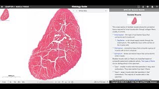 Histologia  Tecido muscular [upl. by Dambro34]