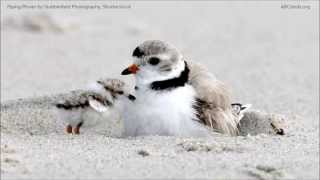 Saving the Piping Plover Common Ground Conservation Series [upl. by Ateuqirne214]