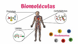 Biomoléculas Carbohidratos Lípidos y Proteínas [upl. by Agostino75]