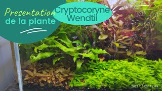 Cryptocoryne Wendtii  plante  aquarium eau douce [upl. by Rekab]