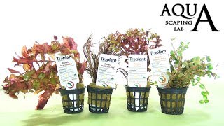 Aquascaping Lab  ROTALA Aquatic Plant technical description and management all varieties [upl. by Asilef540]