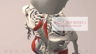 Rhomboid Minor Shoulder Series Part 1 3D Animation [upl. by Netram]