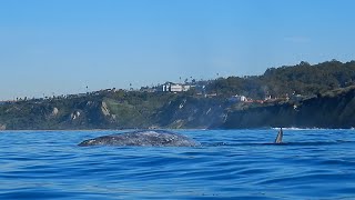 Gray Whales  Cow and Calf [upl. by Eciral158]