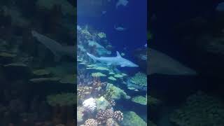 Bonnethead sharks at the Houston Zoo pt 3 [upl. by Uke]