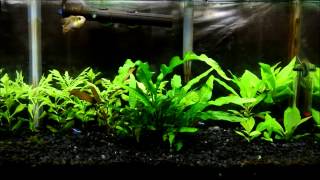 Update 10g German Blue Ram Planted Tank [upl. by Olympias]