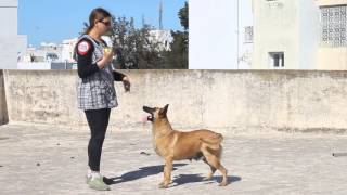 Dressage chien Tunisie Obéissance [upl. by O'Shee]