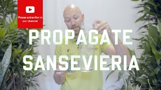 3 easy ways to propagate Sansevieria [upl. by Salomo]