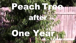 Redhaven Semi Dwarf Peach Tree 2nd Year Its Shown Amazing Growth [upl. by Itak]