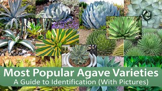 Most Popular Agave Varieties A Guide to Identification With Pictures [upl. by Eisned65]