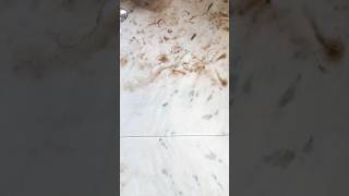 Marble free join kaise hota hai dekho marblefloordesign marbleart marble cutting [upl. by Amias]