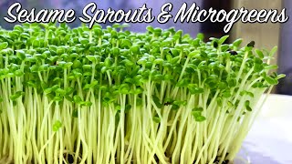 How to Grow Sesame Sprouts amp Sesame Microgreens  No Drain Tray Method 微绿芝麻菜芽 [upl. by Sharla]