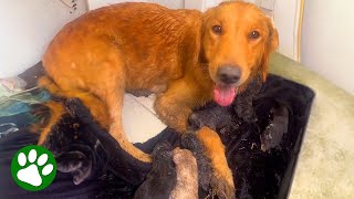 Abandoned Pregnant Dog Gives Birth Under Familys Home [upl. by Akinwahs]