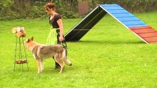 Czechoslovakian Wolfdog Obedience Tournament BgH3 [upl. by Tranquada]