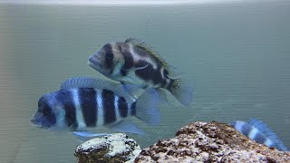 Cyphotilapia frontosa フロントーサ [upl. by Hollister362]