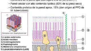 T6Géneros de Bacterias que no toman la coloración de GRAMPARTE1  Mycobacterium spp [upl. by Lamberto]