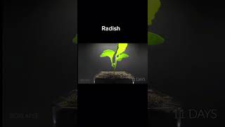 Radish growth time lapse growth grind edit music naruto plants carrotman song music [upl. by Arica550]