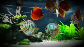 Stendker Discus Tank A new Video of Reg Wilson [upl. by Pasadis884]