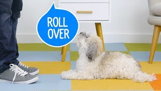 How to Teach Your Dog to Roll Over  Chewy [upl. by Oap]