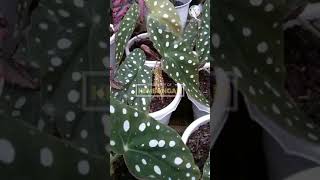 Harga Bunga Begonia Polkadot [upl. by Vierno]