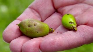 Fighting the Infamous Plum Curculio [upl. by Delgado]