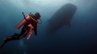 Galapagos Islands diving  August 2016 Aggressor Liveaboard HD video [upl. by Atinej537]